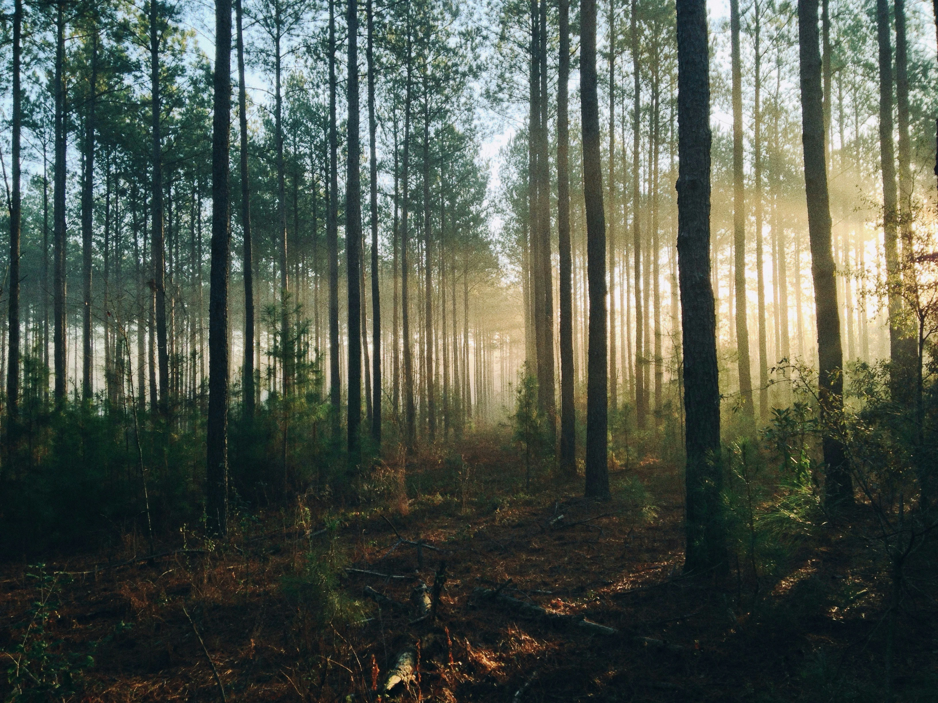 Šume Tuzlanskog kantona